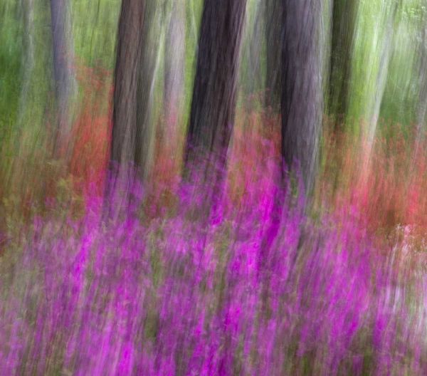 Colorful blurred garden abstract, Georgia